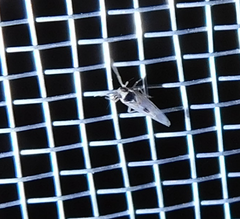 Laodelphax striatella