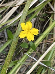 Goodenia lanata