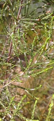 Passerina