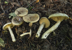 Lactarius pyrogalus