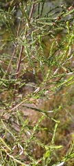 Passerina