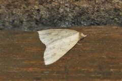 Olulis puncticinctalis