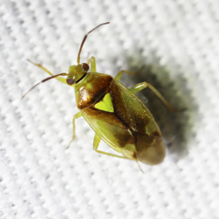 Orthops scutellatus