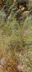 Passerina