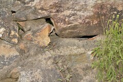 Ninurta coeruleopunctatus