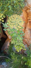 Notobubon galbanum
