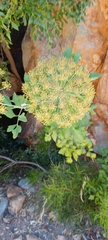 Notobubon galbanum