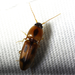 Aeolus mellillus