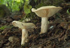 Lactarius pyrogalus