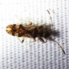 Neopamera