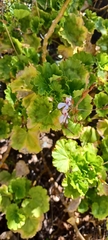 Pelargonium zonale