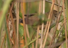 Acrocephalus stentoreus