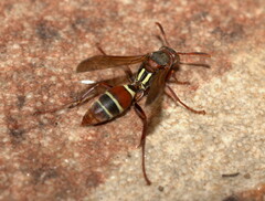 Polistes fastidiosus