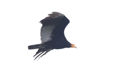 Cathartes melambrotus