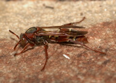 Polistes fastidiosus
