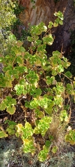 Pelargonium zonale