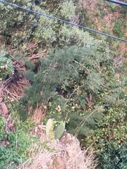 Asparagus umbellatus subsp. lowei image