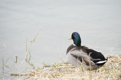 Anas platyrhynchos platyrhynchos