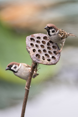 Passer montanus saturatus