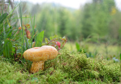 Lactarius repraesentaneus