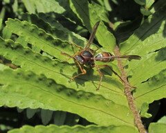Polistes fastidiosus
