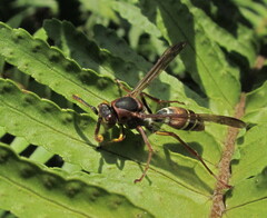 Polistes fastidiosus