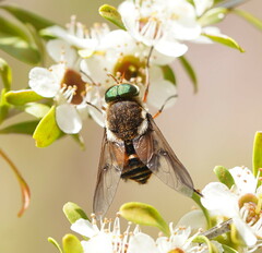 Scaptia
