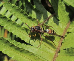 Polistes fastidiosus
