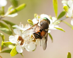 Scaptia