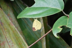 Eurema blanda