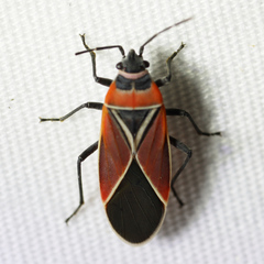 Neacoryphus bicrucis