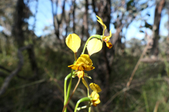 Diuris nigromontana