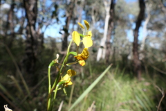 Diuris nigromontana