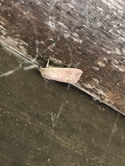 Mythimna convecta