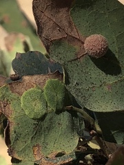 Andricus pattersonae