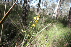 Diuris nigromontana
