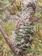 Banksia cunninghamii