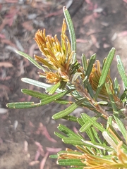 Banksia cunninghamii