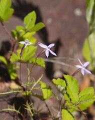 Lithotoma axillaris