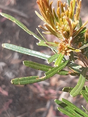 Banksia cunninghamii