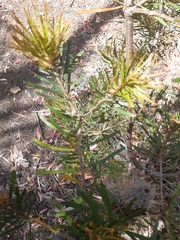 Banksia cunninghamii