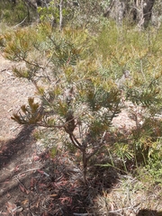 Banksia cunninghamii