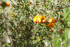 Pultenaea procumbens