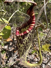 Nepenthes rafflesiana