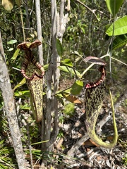 Nepenthes rafflesiana