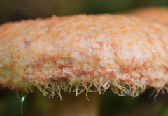 Lactarius repraesentaneus