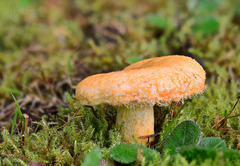 Lactarius repraesentaneus