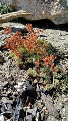 Sedum obtusatum