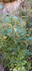 Searsia tomentosa
