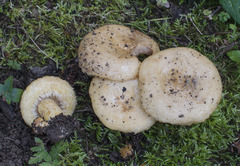 Lactarius repraesentaneus